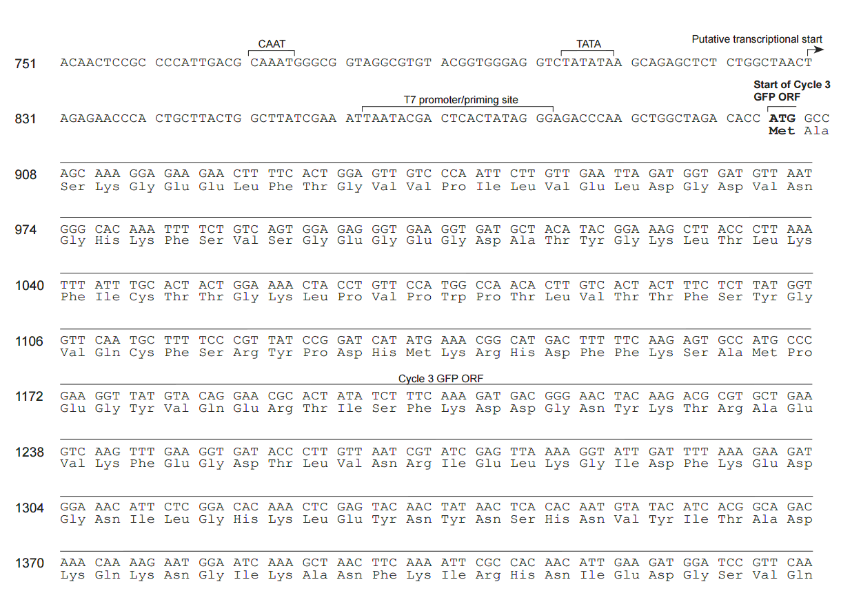 pcDNA3.1-NT-GFP-TOPO 多克隆位点1 点击看大图 pcDNA3.1-NT-GFP-TOPO 多克隆位点1